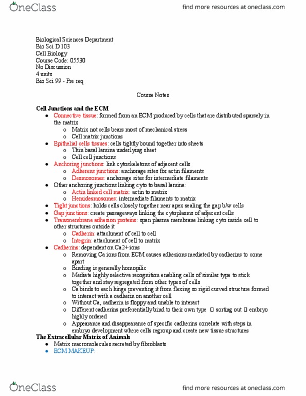 BIO SCI D103 Lecture Notes - Lecture 13: Basal Lamina, Intermediate Filament, Cadherin thumbnail