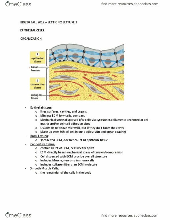 BIO230H1 Lecture Notes - Lecture 16: Microvillus, Collagen, Occludin cover image