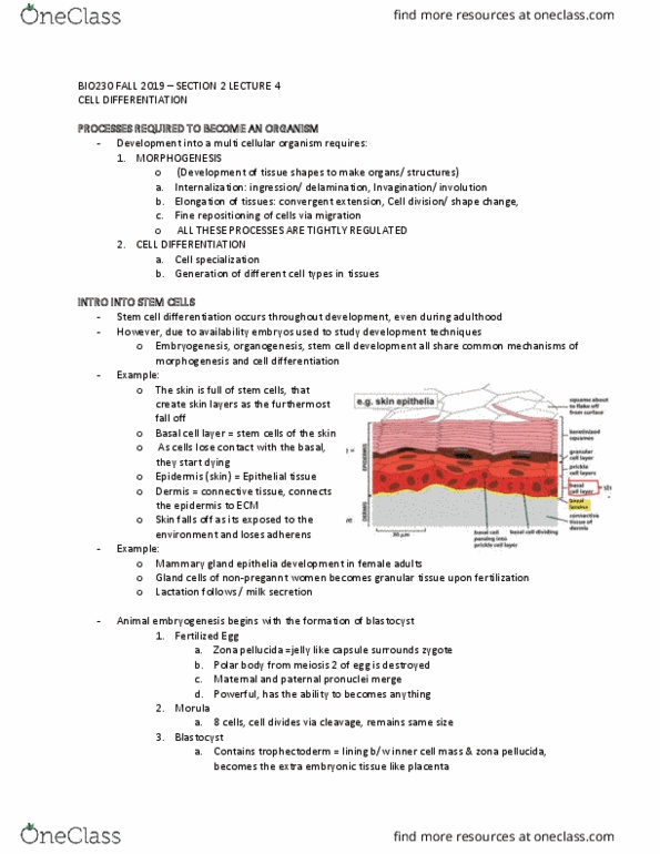 BIO230H1 Lecture Notes - Lecture 17: Zona Pellucida, Inner Cell Mass, Epidermis cover image