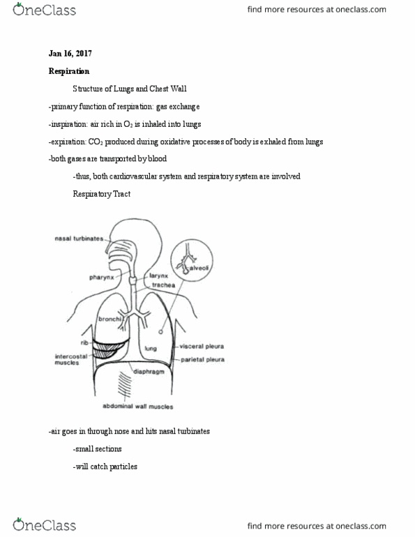 PHGY 210 Lecture Notes - Lecture 6: Nasal Concha, Intercostal Muscle, Pulmonary Circulation thumbnail