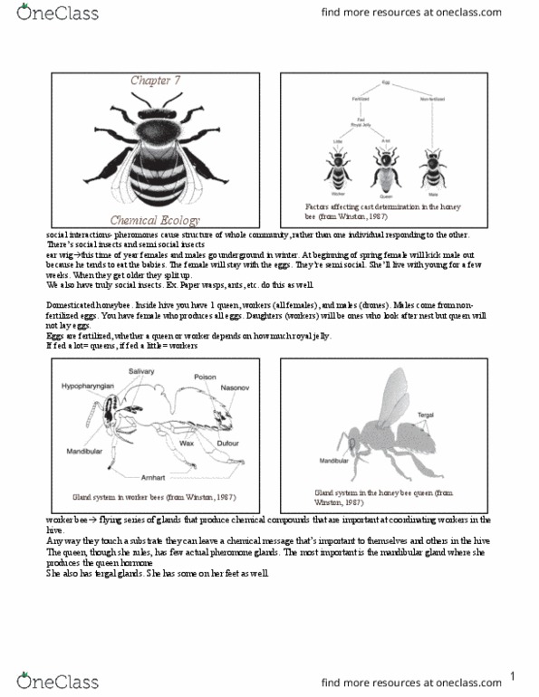 Biology 3475A/B Lecture Notes - Lecture 9: Worker Bee, Royal Jelly, Pheromone thumbnail