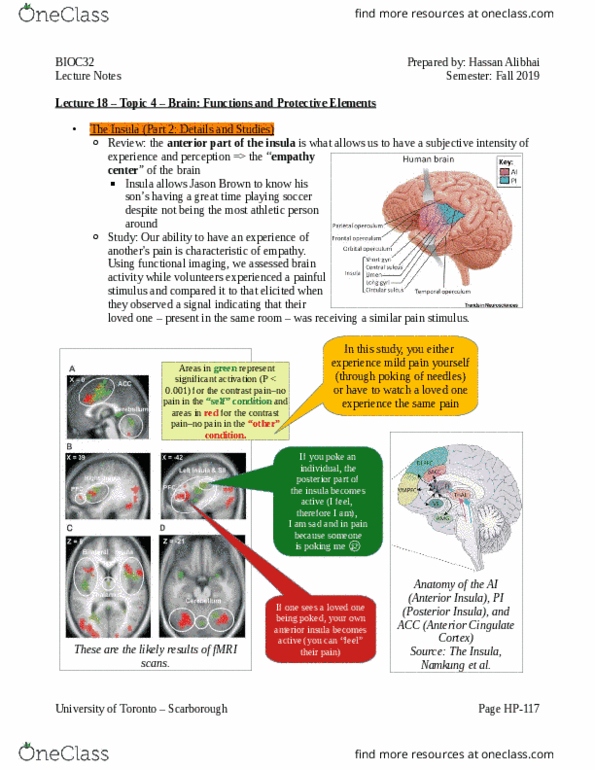 BIOC32H3 Lecture Notes - Lecture 18: Taste, Visual Cortex, Pyramidal Cell thumbnail