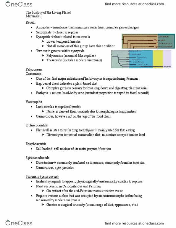 BIO211H5 Lecture Notes - Lecture 17: Skull, Pelycosaur, Eothyris thumbnail