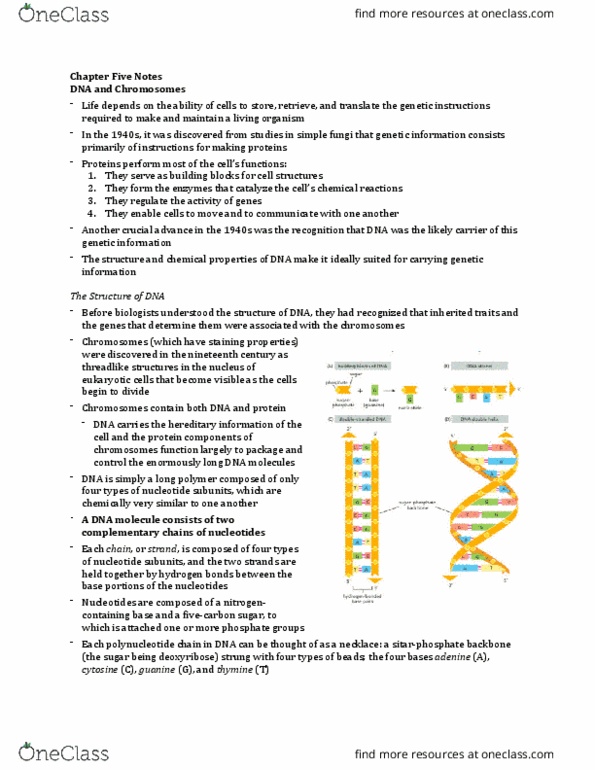 01:146:270 Chapter Notes - Chapter 5: Polynucleotide, Cell Nucleus, Deoxyribose thumbnail