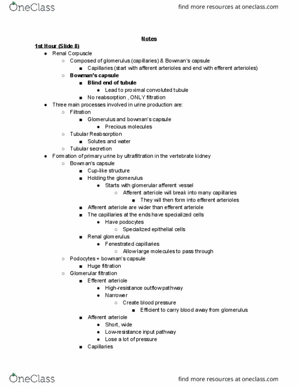 BIO310H5 Lecture Notes - Lecture 18: Proximal Tubule, Efferent Arteriole, Afferent Arterioles thumbnail