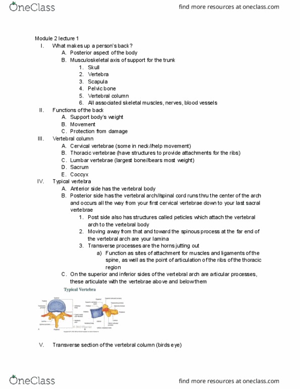 BIOL 358 Lecture Notes - Lecture 1: Cervical Vertebrae, Thoracic Vertebrae, Sacrum thumbnail