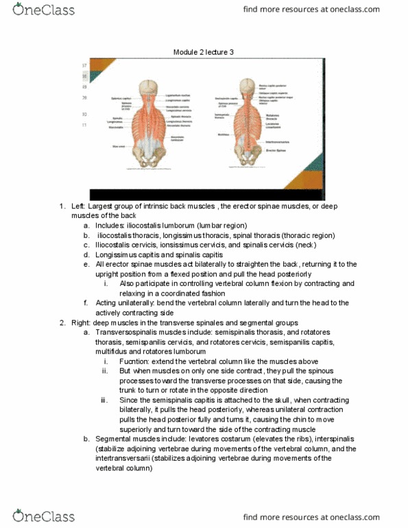 BIOL 358 Lecture Notes - Lecture 3: Semispinalis Muscles, Longissimus, Erector Spinae Muscles thumbnail