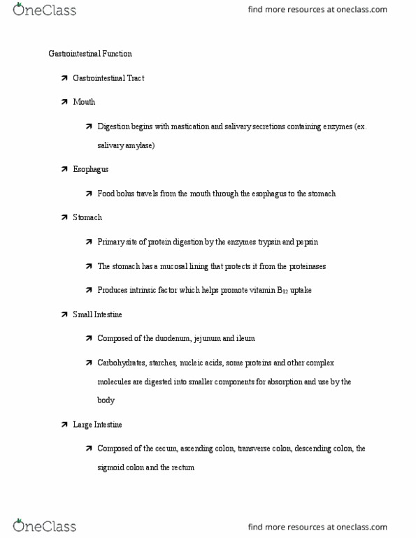 BIO 101 Lecture Notes - Lecture 6: Cecum, Jejunum, Mastication thumbnail