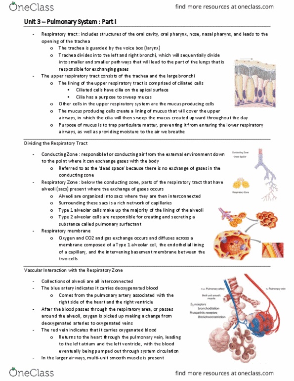 BIO 3342 Lecture Notes - Lecture 27: Pulmonary Vein, Pulmonary Artery, Alveolar Cells thumbnail
