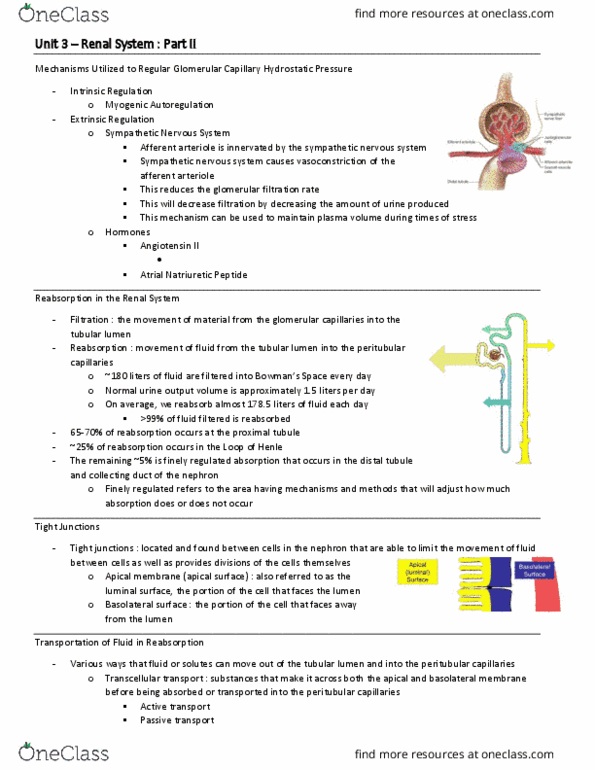 BIO 3342 Lecture Notes - Lecture 24: Renal Function, Afferent Arterioles, Tubular Fluid thumbnail