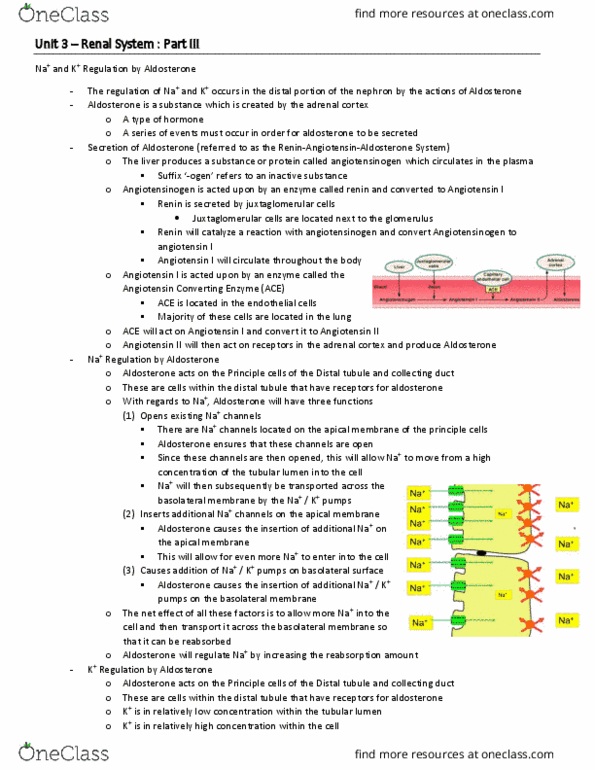 BIO 3342 Lecture Notes - Lecture 23: Distal Convoluted Tubule, Juxtaglomerular Cell, Urinary System thumbnail