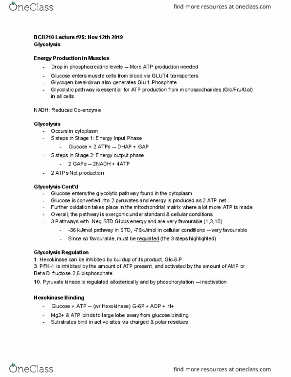 BCH210H1 Lecture Notes - Lecture 25: Hexokinase, Mitochondrial Matrix, Glycolysis thumbnail