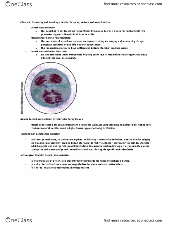 Biology 1201A Chapter Notes - Chapter 8: Genetic Recombination, Meiosis, Chromosome thumbnail