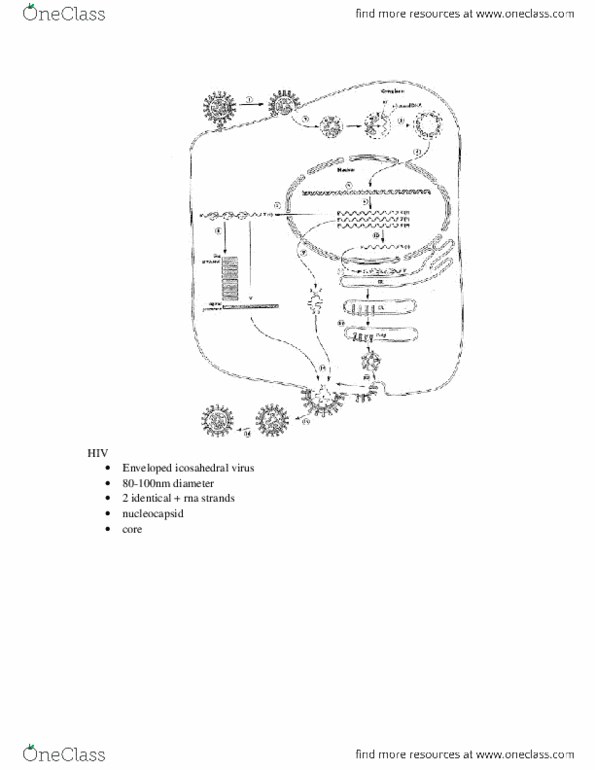 MICB 202 Lecture Notes - Reverse Transcriptase, Envelope Glycoprotein Gp120, Gp41 thumbnail