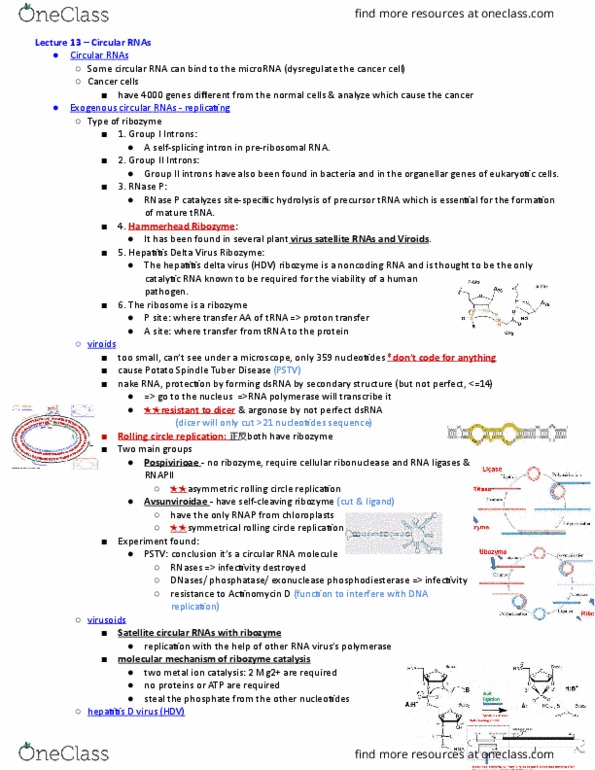 CSB351Y1 Lecture Notes - Lecture 13: Circular Rna, Ribonuclease P, Non-Coding Rna thumbnail