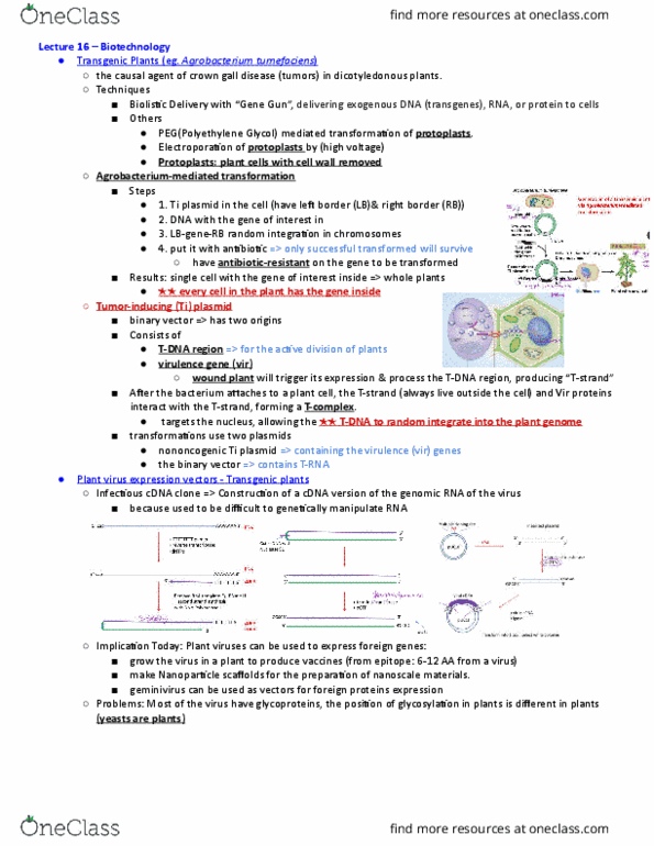 CSB351Y1 Lecture Notes - Lecture 16: Ti Plasmid, Plant Virus, Polyethylene thumbnail