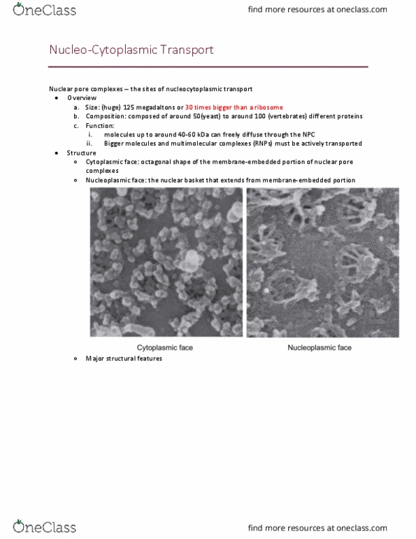 BIOL 200 Lecture Notes - Lecture 25: Nuclear Pore, Nuclear Transport, Nucleoplasm thumbnail