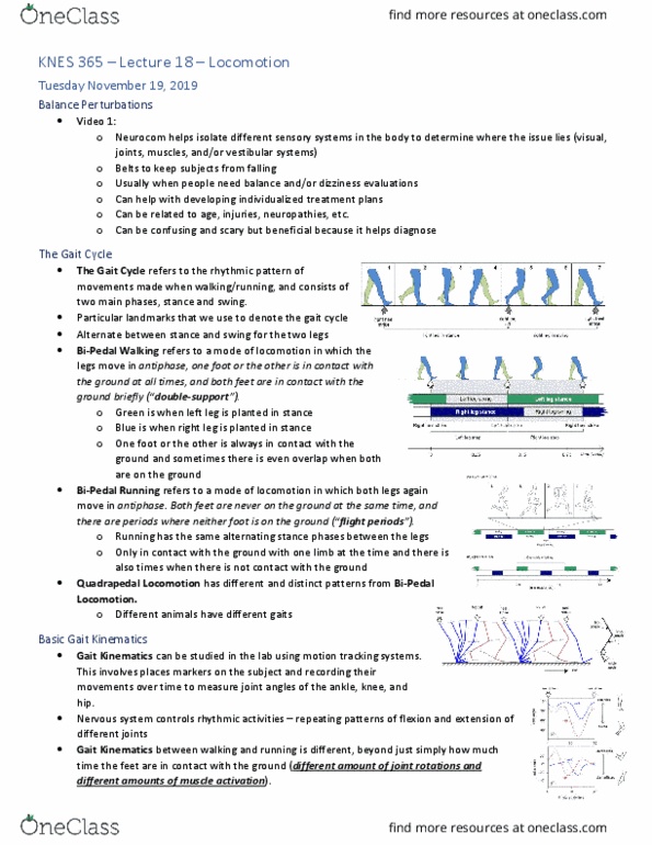 KNES 365 Lecture Notes - Lecture 18: Hip, Horse Gait, Brainstem thumbnail