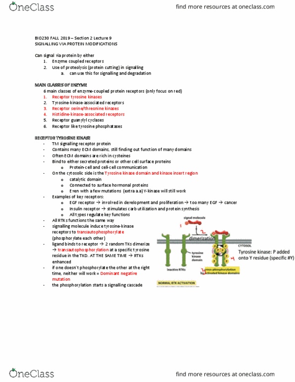 BIO230H1 Lecture Notes - Lecture 24: Epidermal Growth Factor Receptor, Histidine Kinase, Insulin Receptor cover image