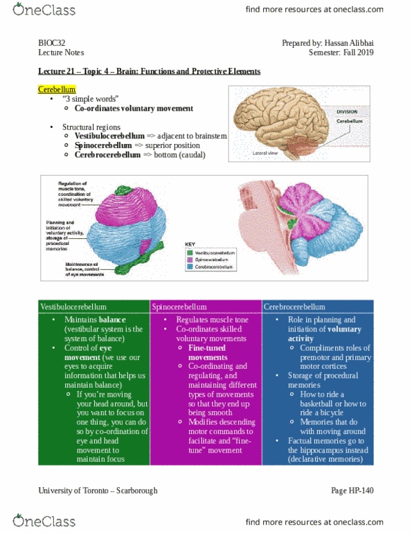 BIOC32H3 Lecture Notes - Lecture 21: Anatomy Of The Cerebellum, Vestibular System, Muscle Tone thumbnail