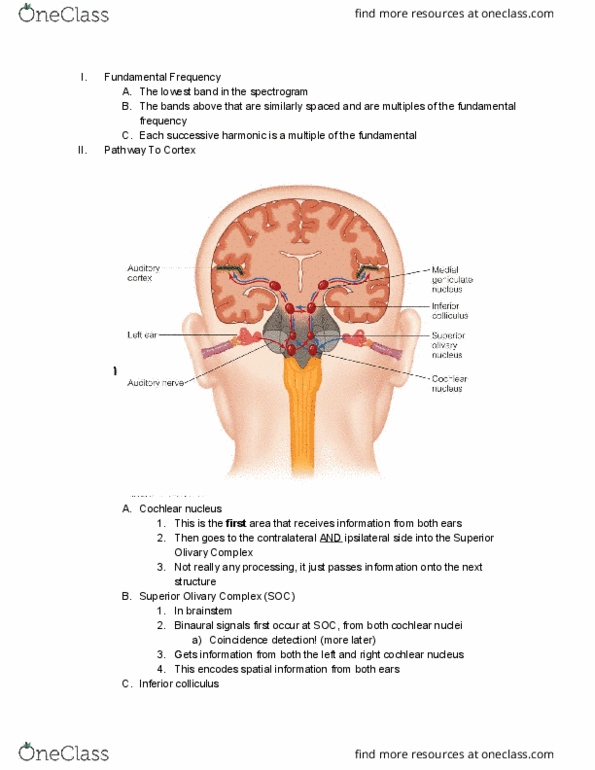 PSYC 102 Lecture Notes - Lecture 12: Cochlear Nucleus, Superior Colliculus, Inferior Colliculus thumbnail