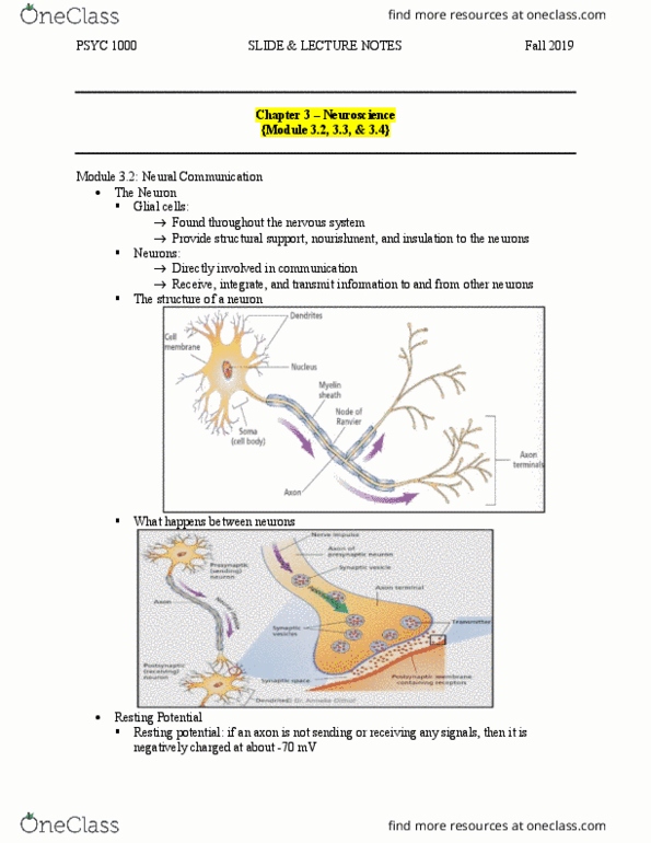 PSYC 1000 Lecture Notes - Lecture 3: Resting Potential, Libido, Frontal Lobe thumbnail