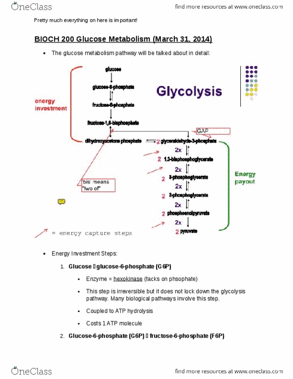 BIOCH200 Lecture Notes - Triosephosphate Isomerase, Dihydroxyacetone Phosphate, Atp Hydrolysis thumbnail