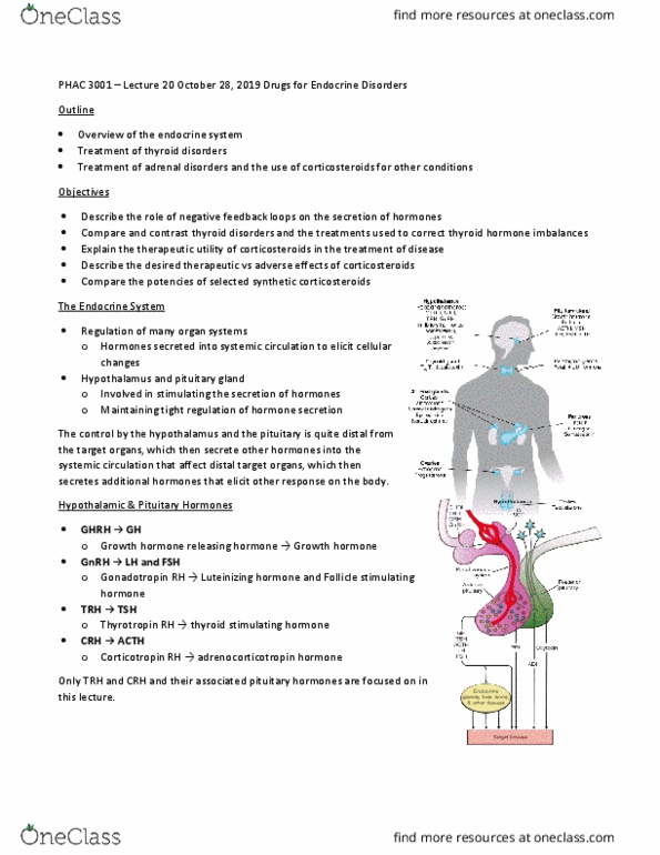 PHAC 3001 Lecture Notes - Lecture 20: Growth Hormone–Releasing Hormone, Luteinizing Hormone, Thyroid thumbnail