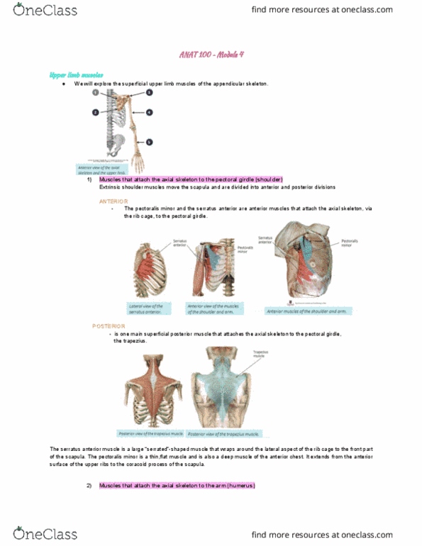 ANAT 100 Lecture Notes - Lecture 6: Serratus Anterior Muscle, Shoulder Girdle, Axial Skeleton thumbnail
