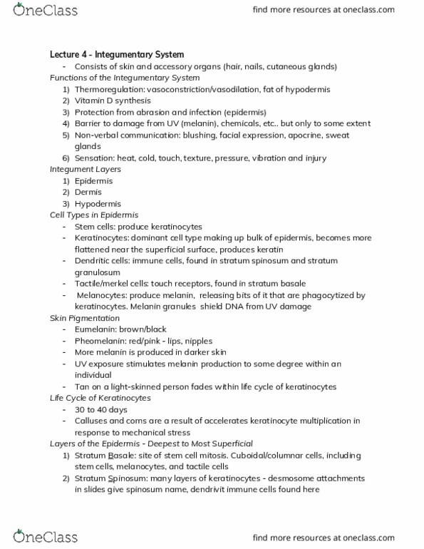 BIOL 1050H Lecture Notes - Lecture 4: Stratum Granulosum, Stratum Basale, Keratinocyte thumbnail