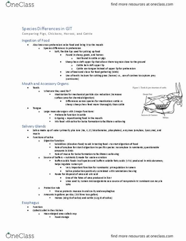 ANSC 3120 Lecture Notes - Lecture 4: Short-Chain Fatty Acid, Reticulorumen, Rumen thumbnail