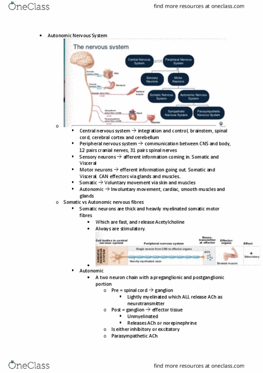 MEDI112 Lecture Notes - Lecture 8: Autonomic Nervous System, Peripheral Nervous System, Central Nervous System thumbnail