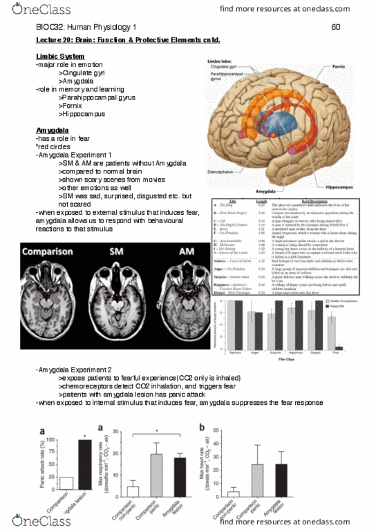 BIOC32H3 Lecture Notes - Lecture 20: Parahippocampal Gyrus, Panic Attack, Hypothalamus thumbnail