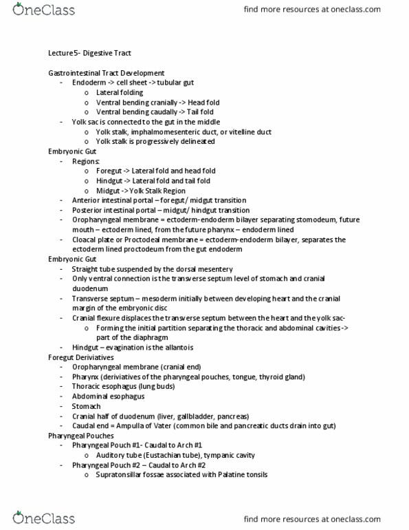 ZOO 3713C Lecture Notes - Lecture 5: Yolk Sac, Pharyngeal Arch, Vitelline Duct thumbnail