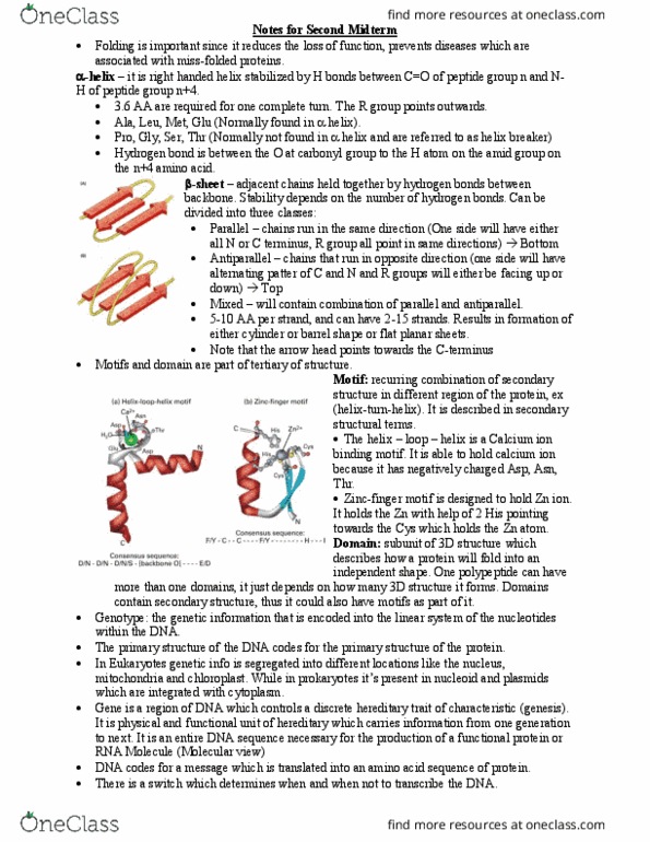 BIO210Y5 Lecture Notes - Lecture 5: Peptide Bond, Hydrogen Bond, Nucleoid thumbnail