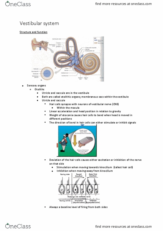 PHTY303 Lecture Notes - Lecture 20: Vestibular System, Vestibular Nerve, Otolith thumbnail