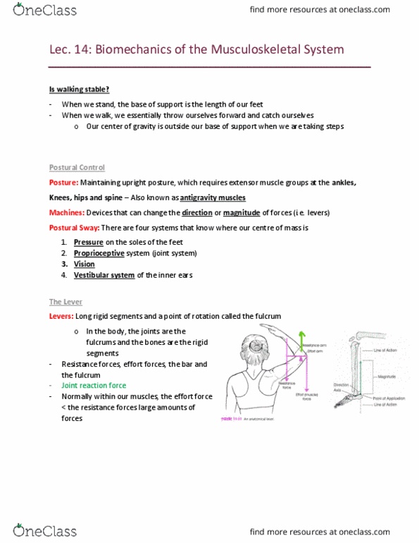 Kinesiology 2241A/B Lecture Notes - Lecture 14: Anti-Gravity, Vestibular System, Proprioception thumbnail