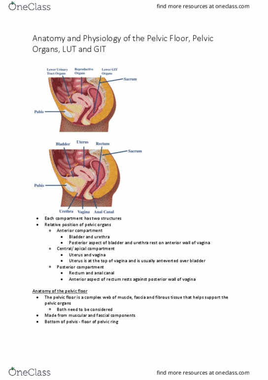 PHTY306 Lecture Notes - Lecture 8: Pelvic Floor, Uterus, Coccygeus Muscle thumbnail