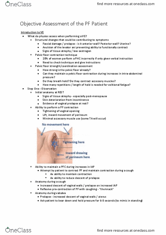 PHTY306 Lecture Notes - Lecture 11: Pelvic Floor, Accessory Muscle, Levator Ani thumbnail