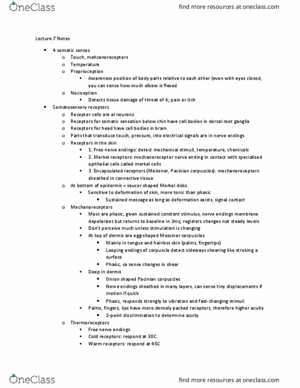 PSL300H1 Lecture Notes - Lecture 7: Lamellar Corpuscle, Dorsal Root Ganglion, Merkel Cell thumbnail