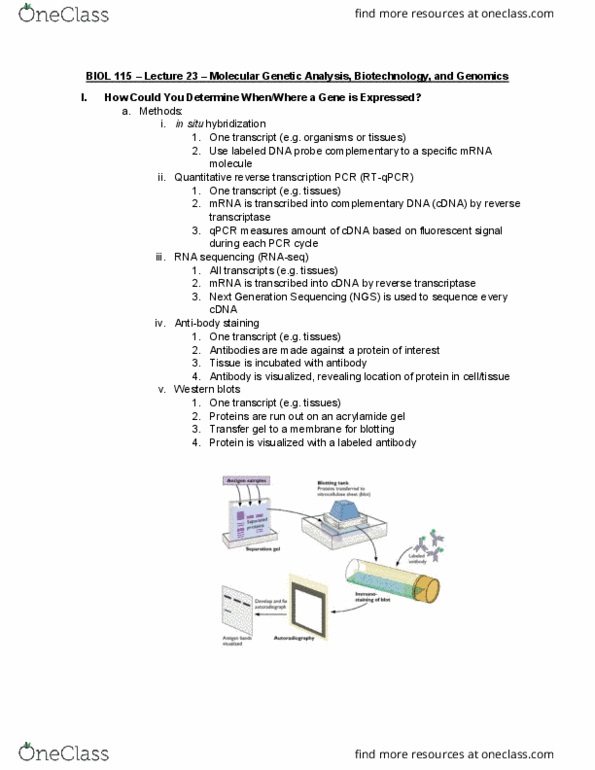BIOL 115 Lecture Notes - Lecture 23: Reverse Transcriptase, Complementary Dna, Hybridization Probe thumbnail