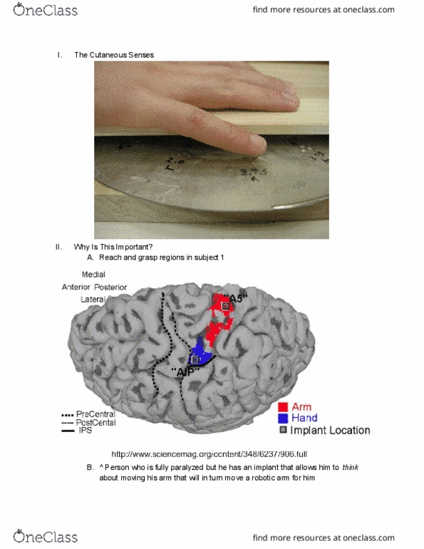 PSYC 102 Lecture Notes - Lecture 14: Axon, Mechanoreceptor, Melanin thumbnail