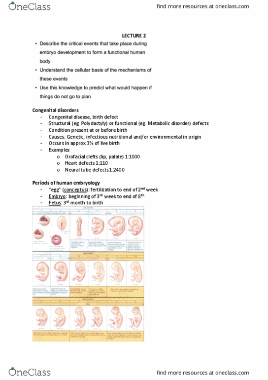ANAT20006 Lecture Notes - Lecture 2: Neural Tube Defect, Polydactyly, Congenital Heart Defect thumbnail
