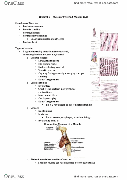 ANAT20006 Lecture Notes - Lecture 9: Skeletal Muscle, Connective Tissue, Orbicularis Oculi Muscle thumbnail