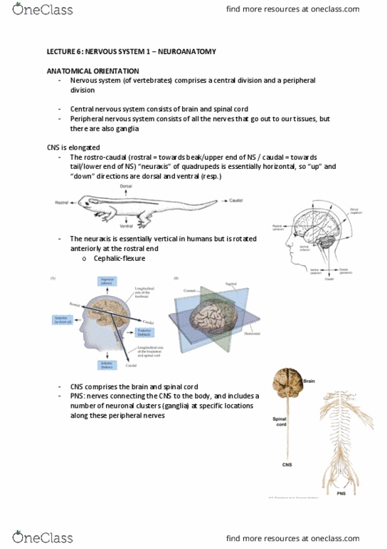 ANAT20006 Lecture Notes - Lecture 6: Peripheral Nervous System, Neuraxis, Spinal Cord thumbnail