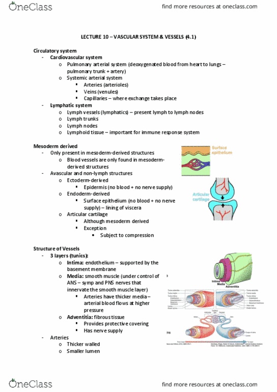 ANAT20006 Lecture Notes - Lecture 10: Lymph Node, Pulmonary Artery, Blood Vessel thumbnail