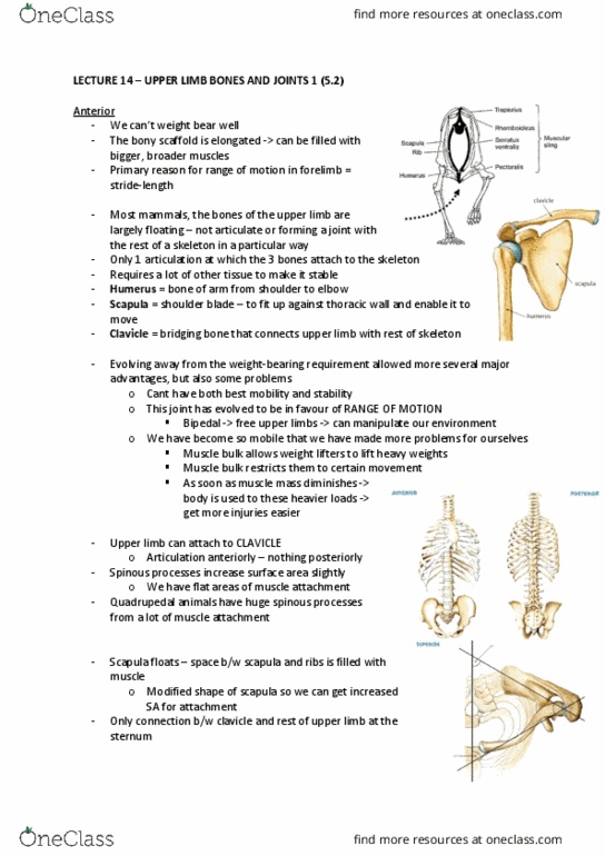 ANAT20006 Lecture Notes - Lecture 14: Upper Limb, Thoracic Wall, Scapula thumbnail