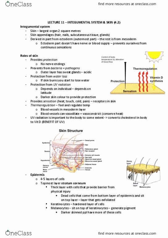 ANAT20006 Lecture Notes - Lecture 11: Stratum Corneum, Subcutaneous Tissue, Keratinocyte thumbnail