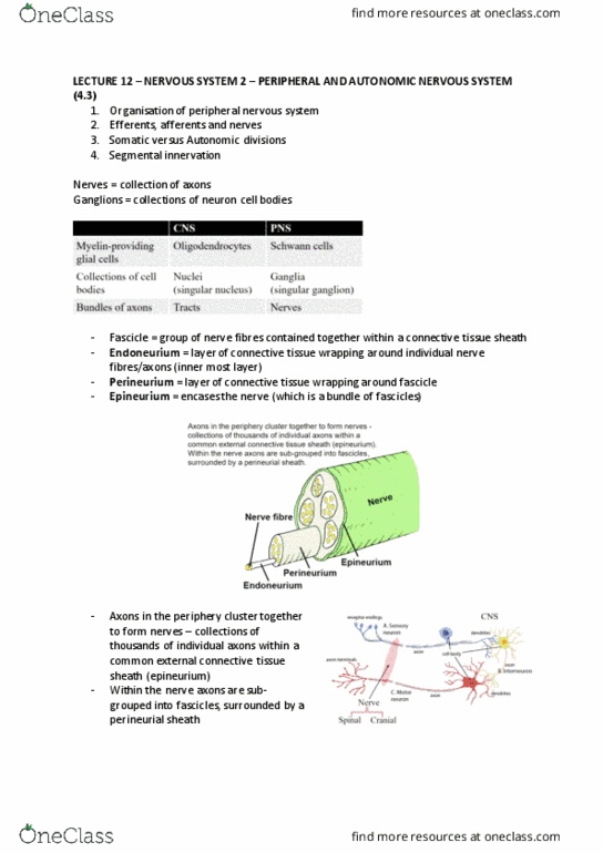 ANAT20006 Lecture Notes - Lecture 12: Peripheral Nervous System, Somatic Nervous System, Epineurium thumbnail