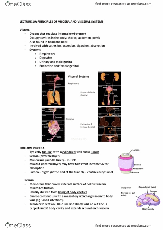 ANAT20006 Lecture Notes - Lecture 19: Endocrine System, Adrenal Gland, Ejaculatory Duct thumbnail